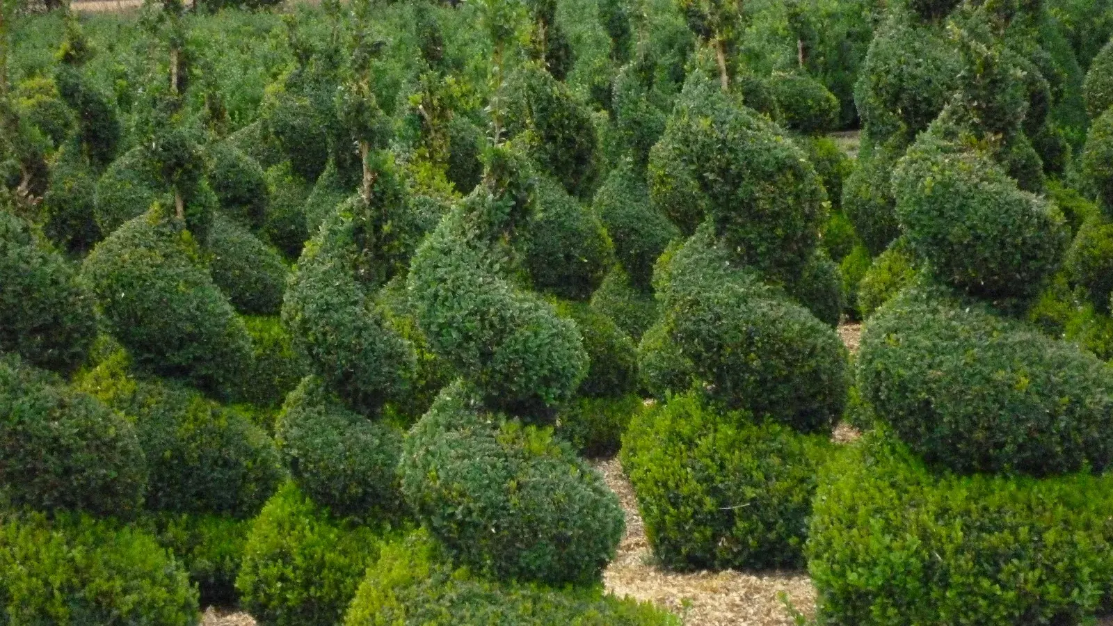 Crown Topiary