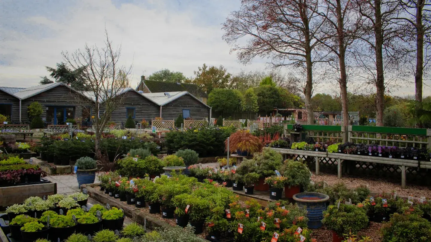 The Dutch Marketplace