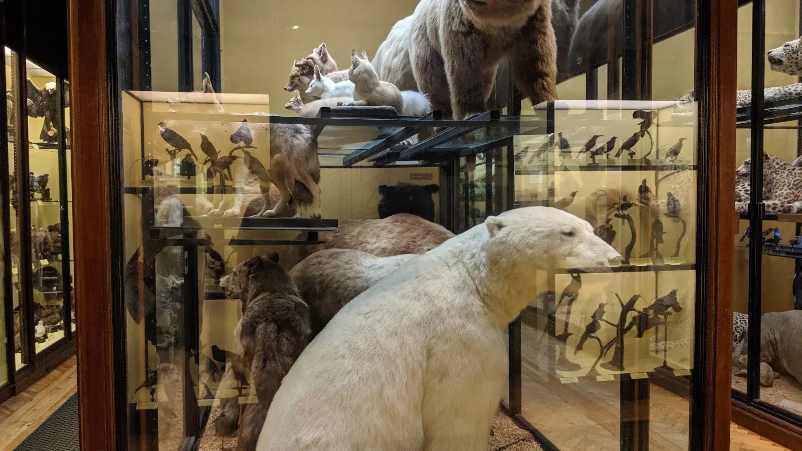 Natural History Museum at Tring